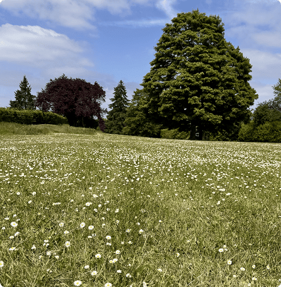 Pelouse fleurie avec pâquerettes et grands arbres dans un parc verdoyant