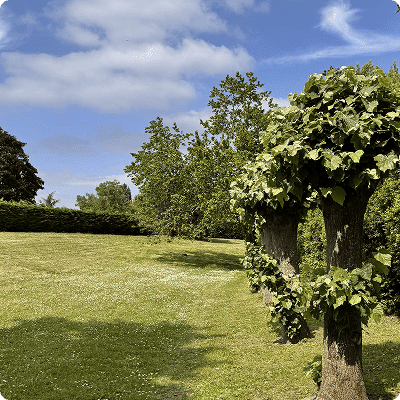 Pelouse verte avec arbres feuillus sous un ciel ensoleillé