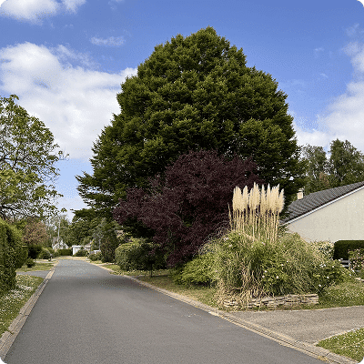 Rue résidentielle bordée d’arbres et de jardins dans un quartier verdoyant