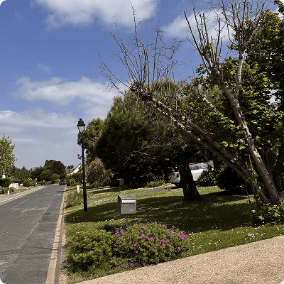 Rue résidentielle avec espaces verts fleuris et arbres bordant la chaussée