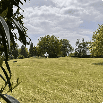 Grand terrain vert avec pelouse tondue et arbres en arrière-plan