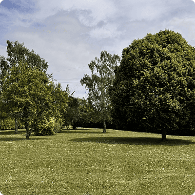 Espace vert avec pelouse et arbres variés dans un cadre résidentiel