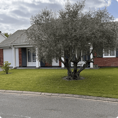 Maison individuelle avec jardin et grand arbre en façade donnant sur la rue