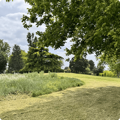 Pelouse verdoyante avec arbres et végétation dans un espace paysager